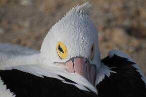 Pelican's Nest