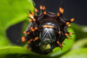 Batchelor Butterfly Farm