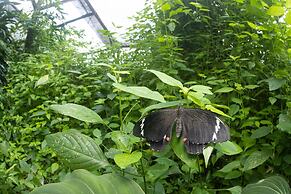 Batchelor Butterfly Farm