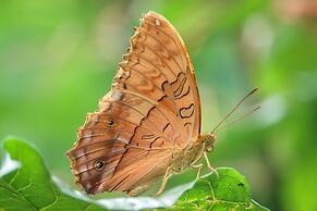 Batchelor Butterfly Farm