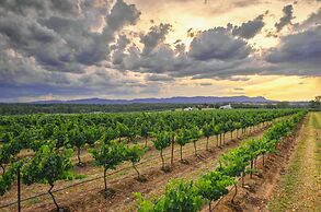 Adina Vineyard