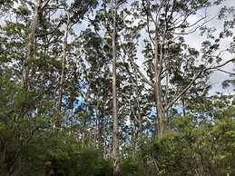 Edge of the Forest
