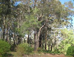 Edge of the Forest