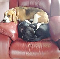 Must Love Dogs B&b