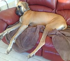 Must Love Dogs B&b