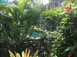 Tropical Palms