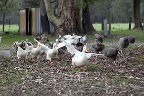 Diamond Forest Farm Stay
