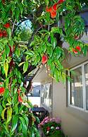Almond Court Motel