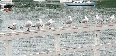 Seaport Village