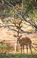 Waterbuck Game Lodge