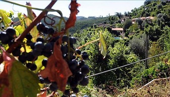 Quinta Das Escomoeiras