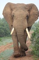 Safari Lodge - Amakhala Game Reserve