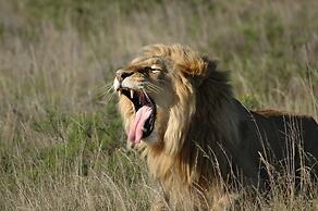 Safari Lodge - Amakhala Game Reserve