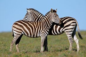 Safari Lodge - Amakhala Game Reserve
