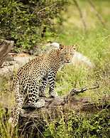 Nje Bush Camp
