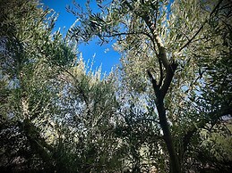 The Olives Sanctuary
