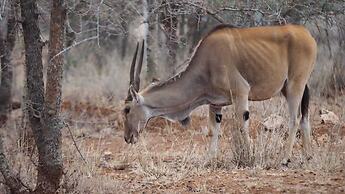 Oldonyo Orok Camp