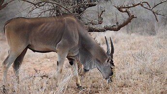 Oldonyo Orok Camp