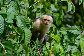 Veragua Rainforest Lodge