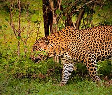 Leopard Reach Yala by Seven Angels
