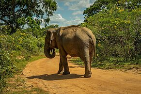 Leopard Reach Yala by Seven Angels