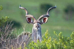 Madwaleni River Lodge - Babanango Game Reserve
