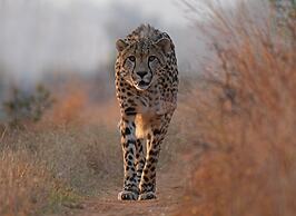 Madwaleni River Lodge - Babanango Game Reserve