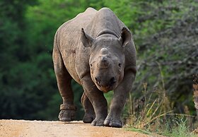 Madwaleni River Lodge - Babanango Game Reserve