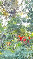 Atii Garden Bungalows