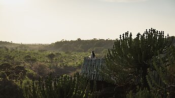 Euphorbia Mashatu