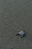 Nereus Retreats
