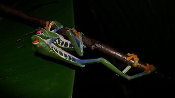 Arenal Monara
