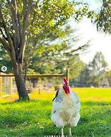 Jilly Park Farm Interactive Experience