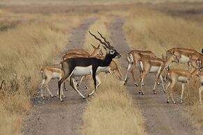 The Blackbuck Trails Velavadar
