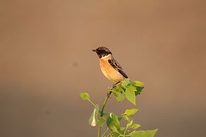 The Blackbuck Trails Velavadar