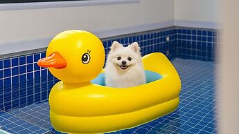 Anmyeondo Town 1967 Dog Pool Villa