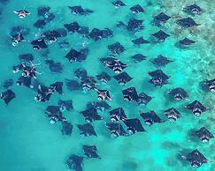 Turtle Inn Dharavandhoo