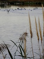 Les Rives du Lac