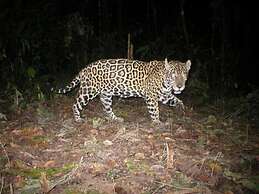 Amazon Nativo Lodge