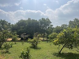 Saffron Lake Yala