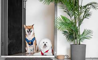 Pet Rainbow Maison Resort Hotel