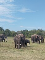 Elephant Safari Lodge