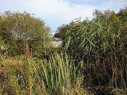 The Duckhouse