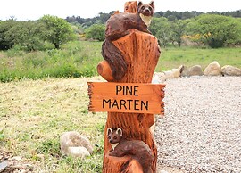 Pine Marten