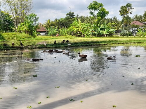 As I Am Ubud Retreat