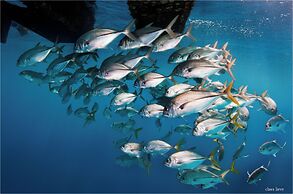 Bonaire 2 Stay