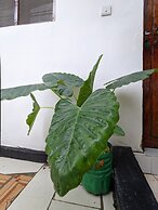 Zanz 14 Beach Bungalow