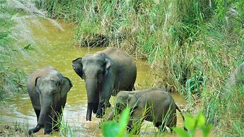 Mango Tree Lodge