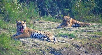 Mango Tree Lodge