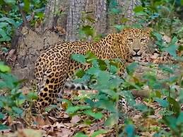 Mango Tree Lodge